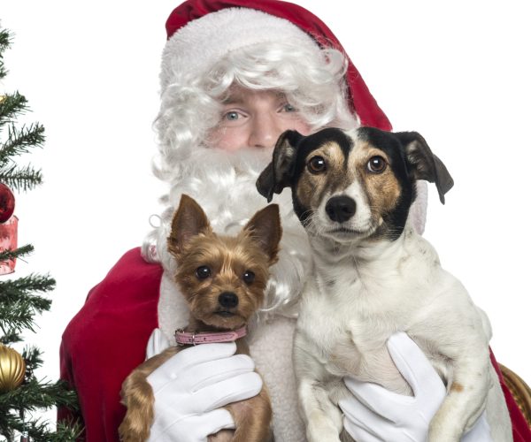Close up of Santa Claus holding two lapdogs, isolated on white